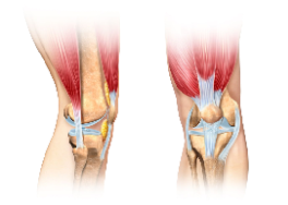 Dr.Rahul Khanna | Best orthopedic in udaipur | Orthopaedic Doctor | Orthopedic surgeon | Joint replacement surgeon | Udaipur | Joint Surgeon | Sports Injury Specialist | Kneeshoulderexpert in Udaipur | rotator cuff pain treatment | knee replacement surgery | top orthopedic doctor in udaipur